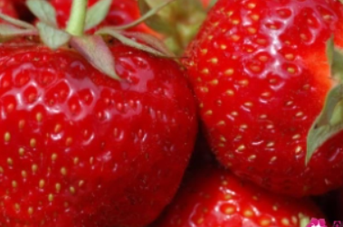 草莓是热性还是凉性？养生小知识，草莓的属性是什么