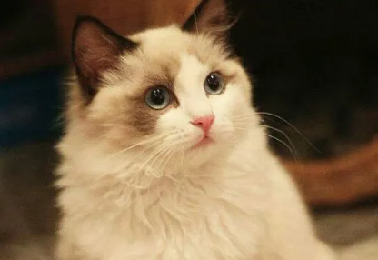 布偶猫价格多少钱一只，布偶猫常见品种及价格