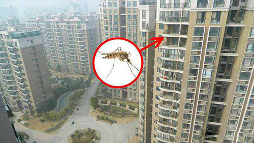 高楼层蚊子会少吗